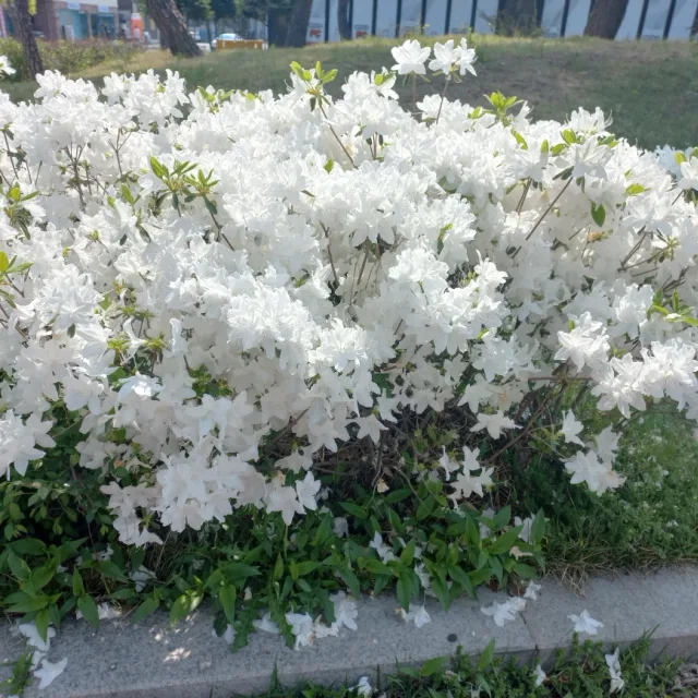 유녕이