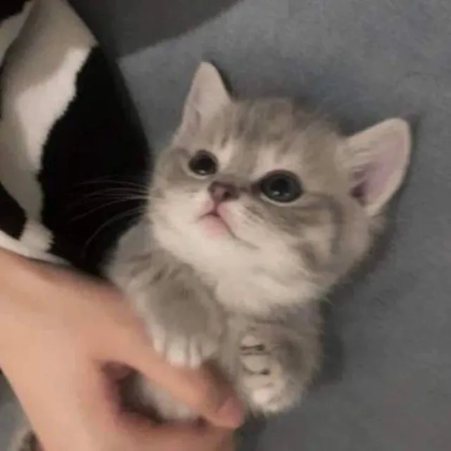 체뿌