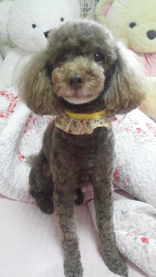 코코