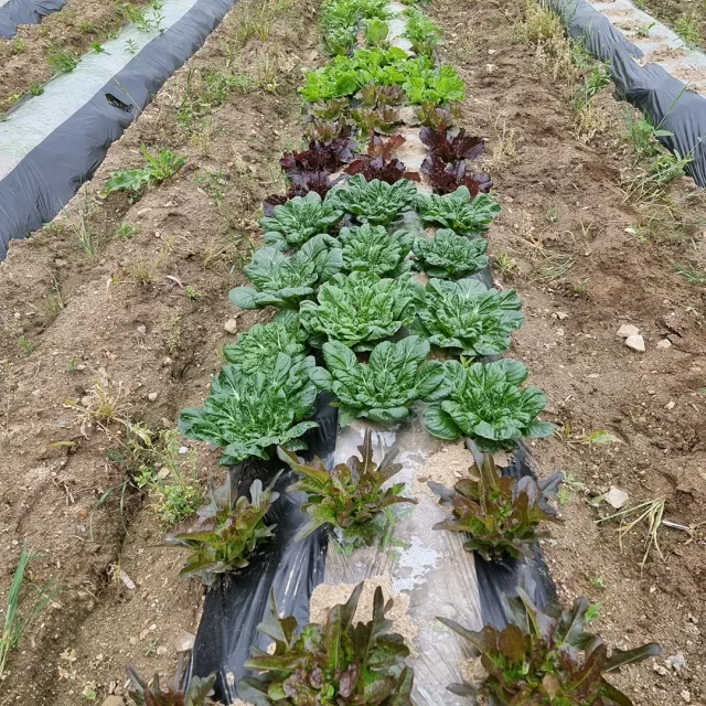 주말농부