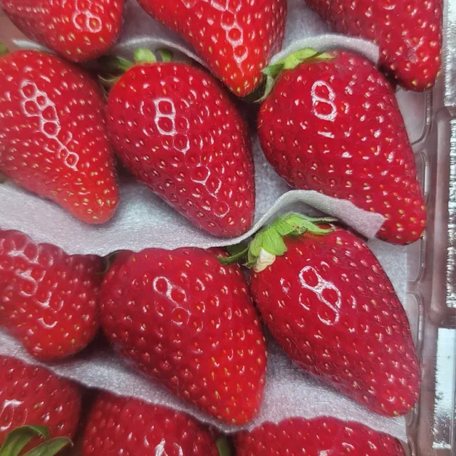 딸기우유