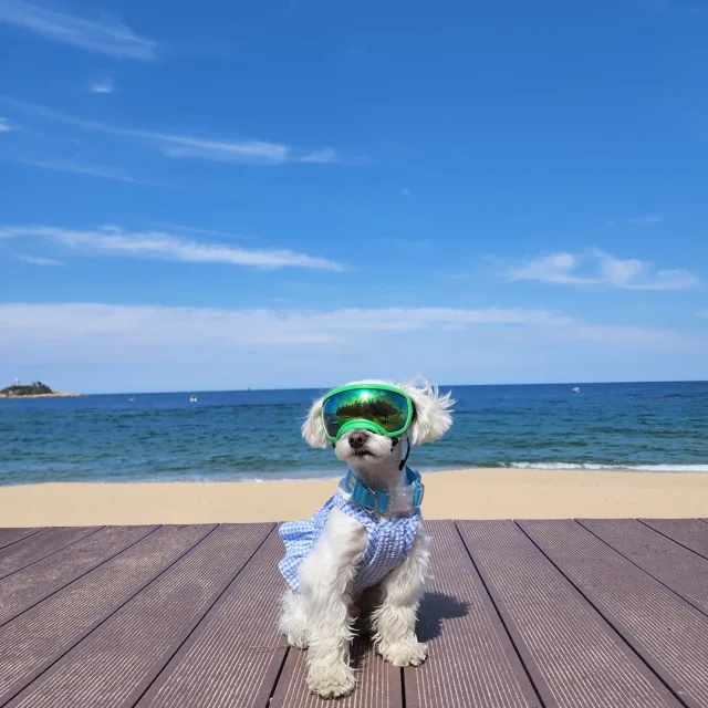 두찌