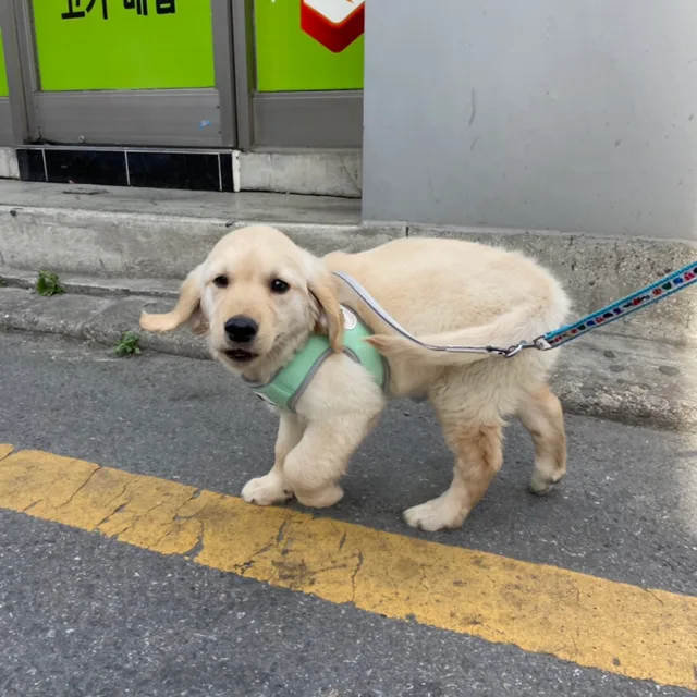 네수