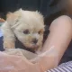뽀마미