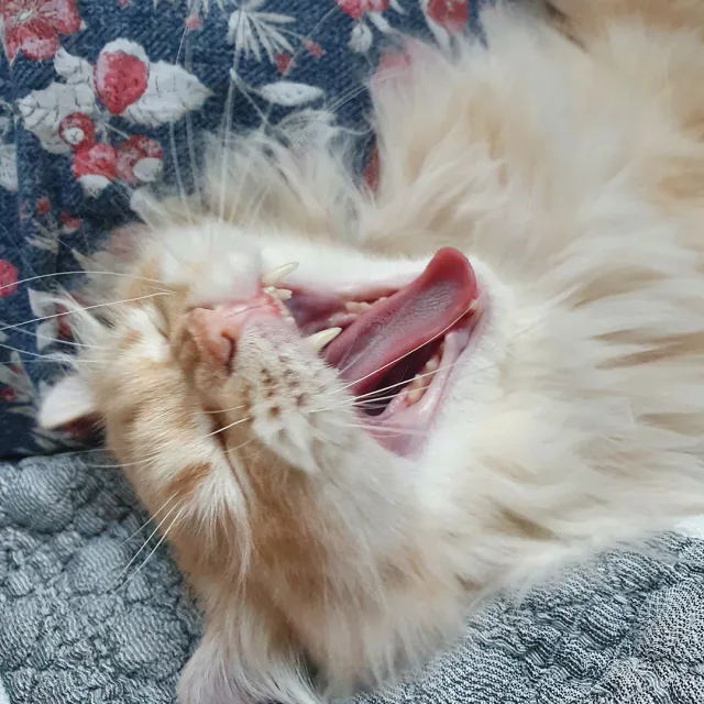 장토리