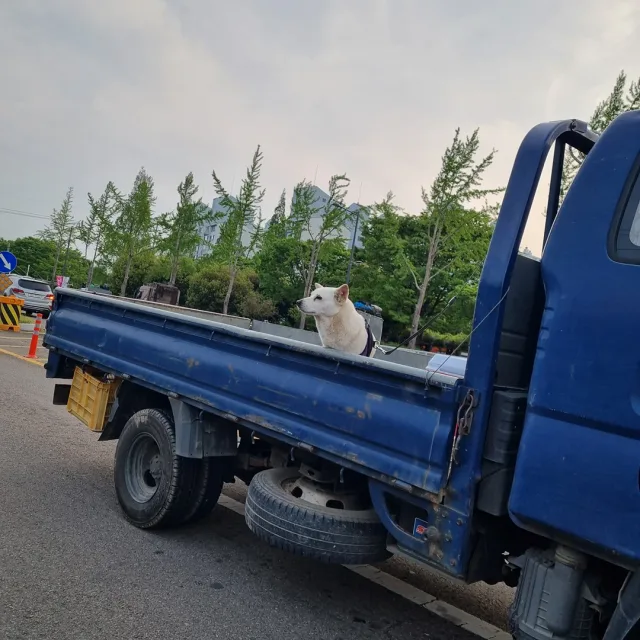 설포
