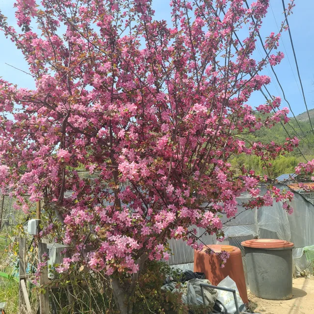동심