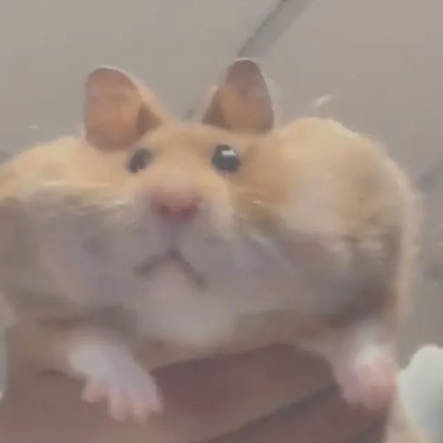 햄쥑쥑