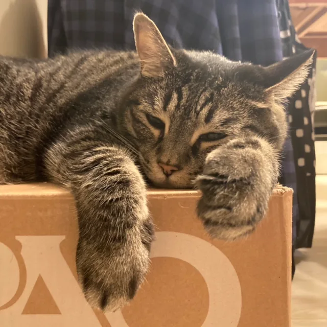 HiMeow