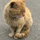 호잇