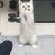 밍츄츄