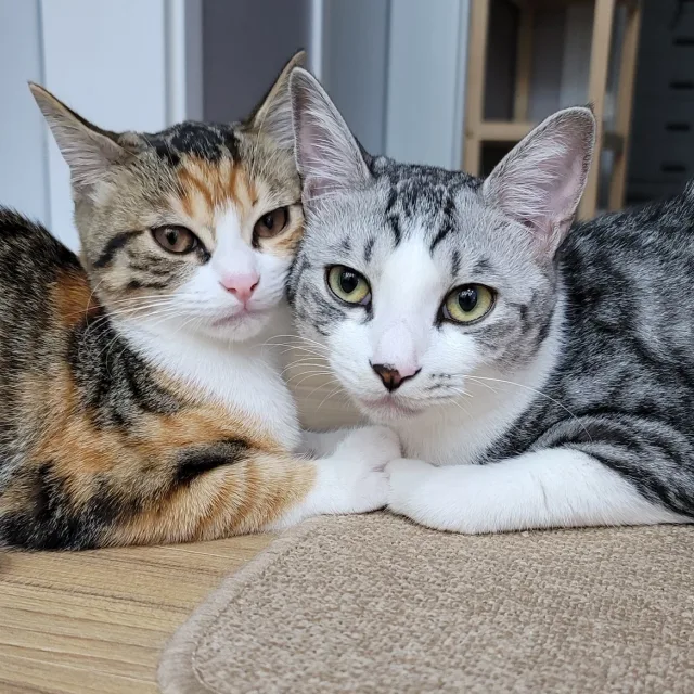 레오미오네