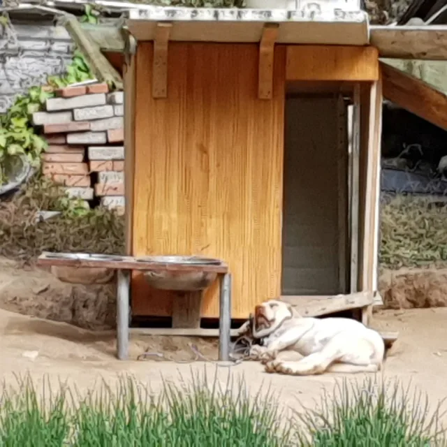 날개