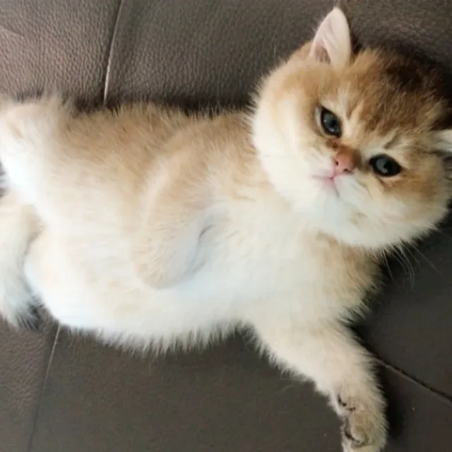 까칠냥이
