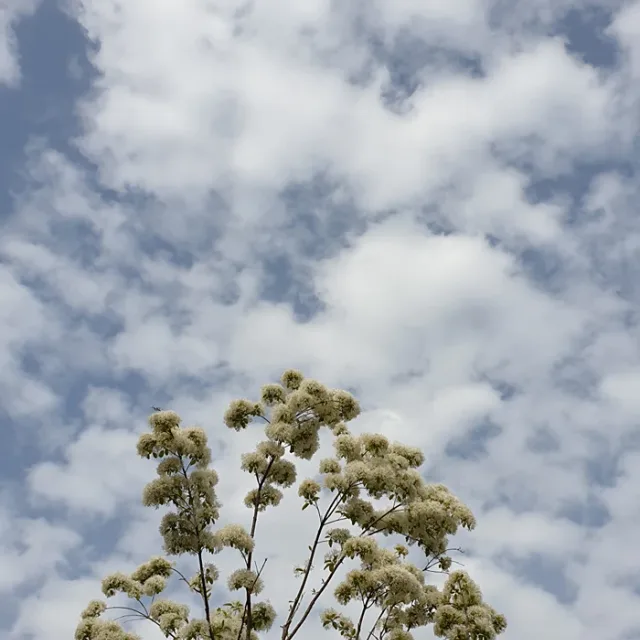 참오동