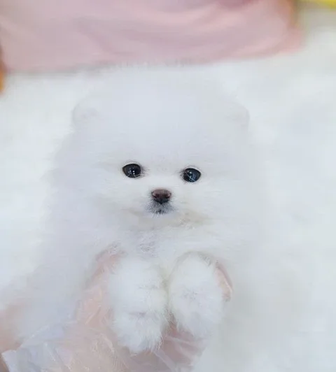 하얀