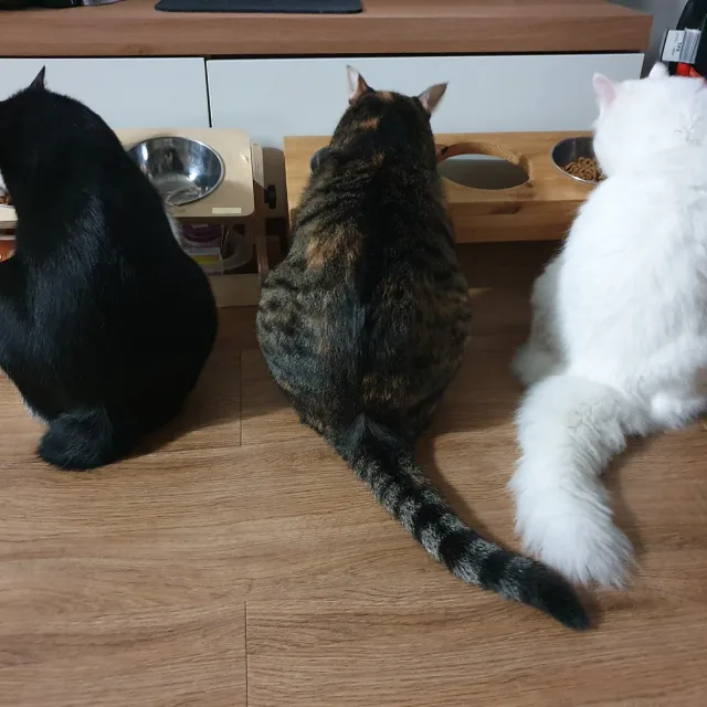 안개꽃