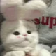 쪼꼬쏭이