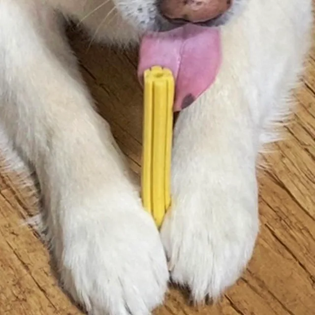 왈왈