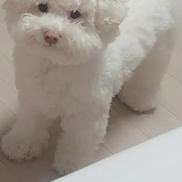 크레파스
