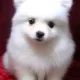 휜둥이