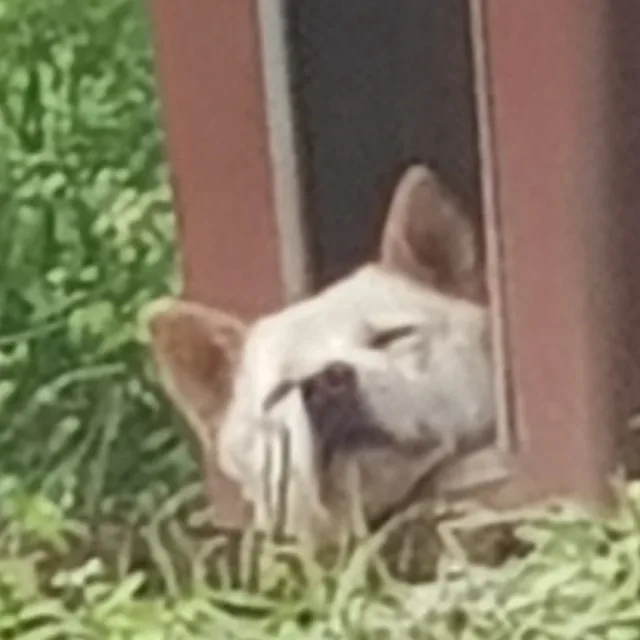 려려령