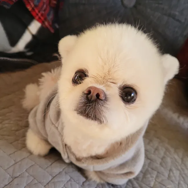 루시드