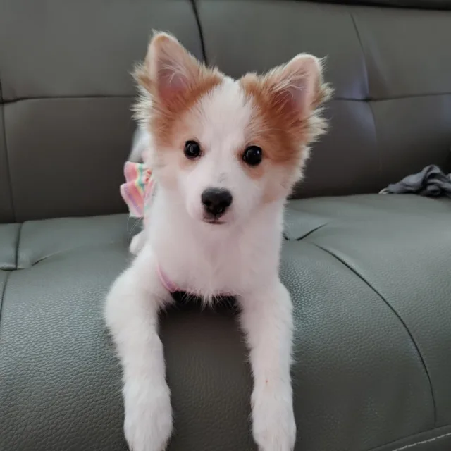 옐미