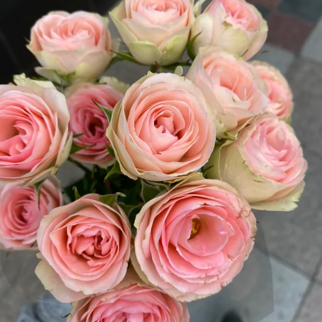 rosyflower