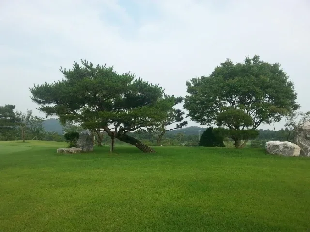 버디버디