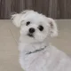 롱롱