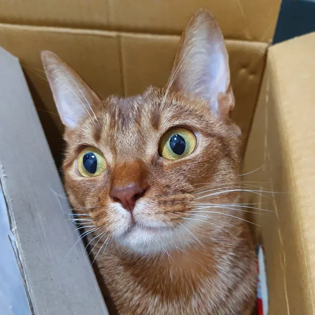 강여로