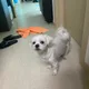 이오