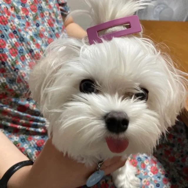 아츄