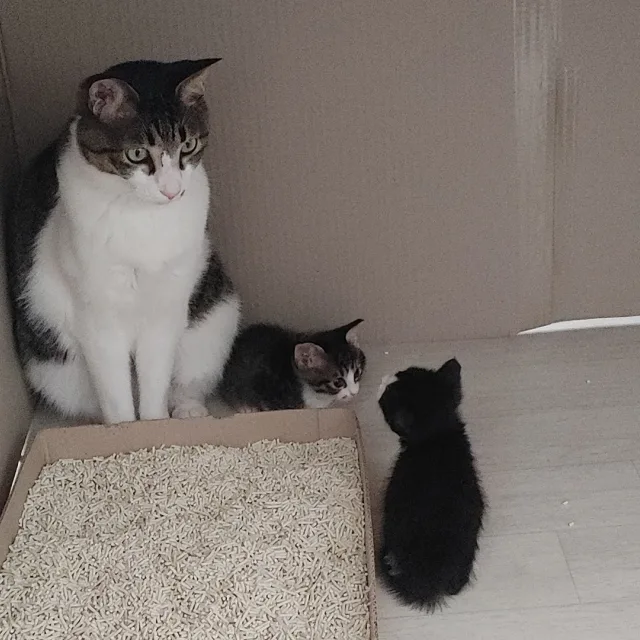 쩡이