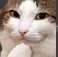 thonkcat