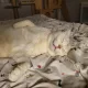 토미