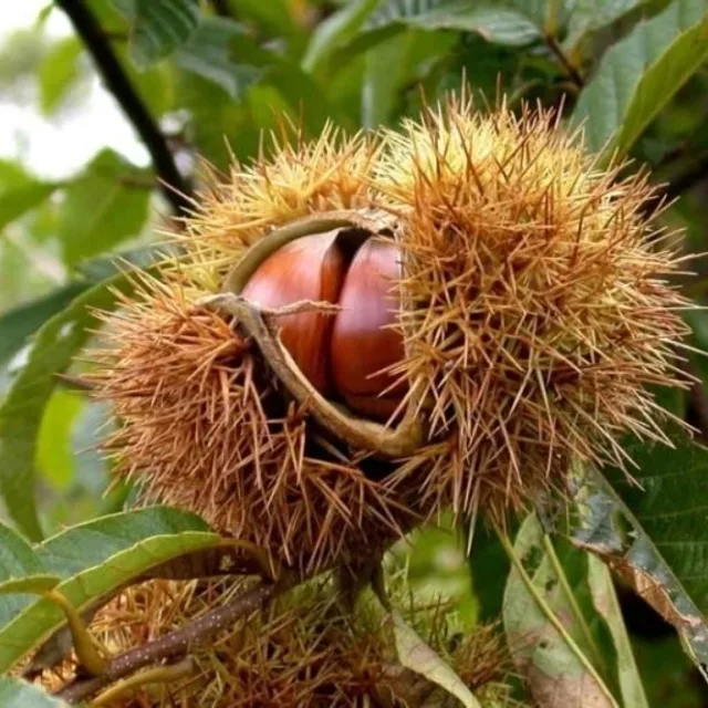 고기
