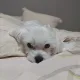 로키