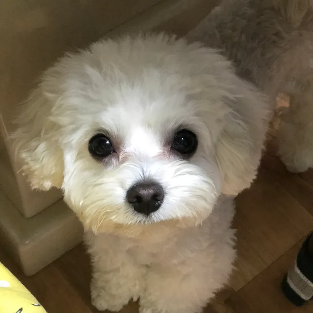 당근이에요