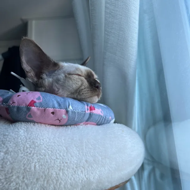 곰곰이