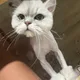 쵸파