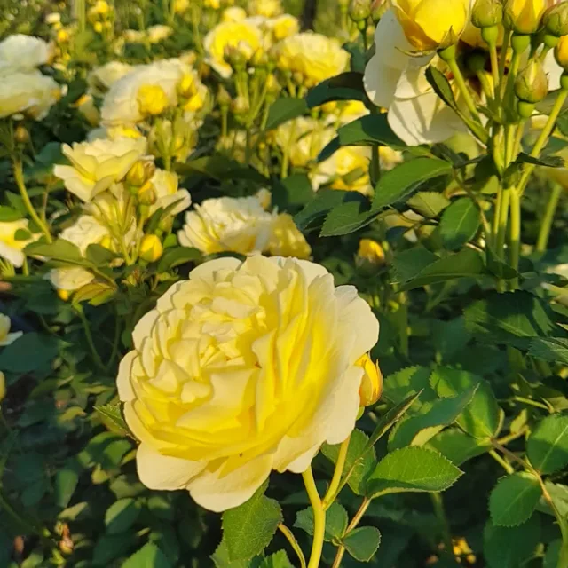 공주네