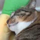 쿠크다스처머겅