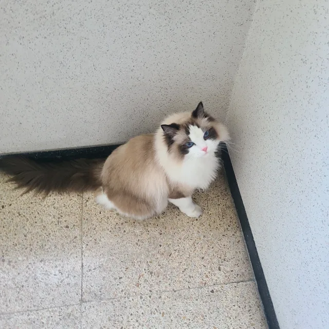 너울너울