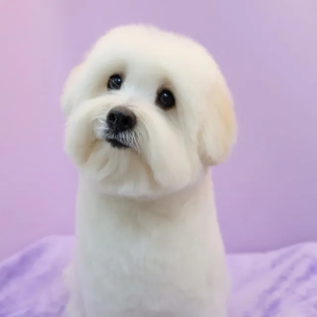 징저잉