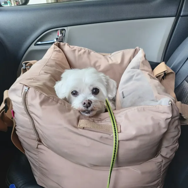 슈탐티쉬