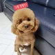 초코