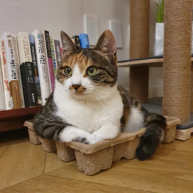 나리