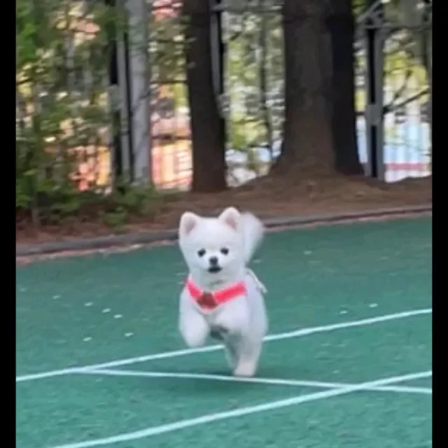 봄잉